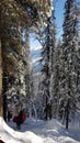 Mountain tracking in heavy snowfall. Beautiful!