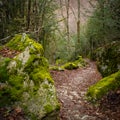 Mountain trail in Andorran forest Royalty Free Stock Photo