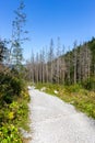 Mountain trail in coniferous forest in Tatra National Park leading to Giewont Mount, dry tree trunks damaged by spruce bark beetle Royalty Free Stock Photo