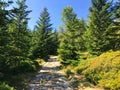 Stone trail, mountain hiking path. Hiking uphill, evergreen forest in the mountains. Trekking in Sudetes, Poland, Europe. Royalty Free Stock Photo