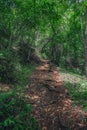 Mountain trail in jungle woodland Royalty Free Stock Photo