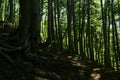 Mountain trail in an old dark beech grove