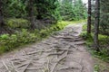 Mountain trail, spooky, dark and narrow path through lush coniferous forest with dense roots network on the ground, Tatra Royalty Free Stock Photo