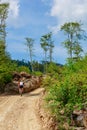 Mountain trail on a sunny day, blue sky and man riding mountain bike in distance Royalty Free Stock Photo