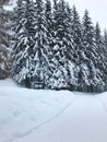 Mountain trail in winter - high spruce trees and deep snow