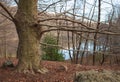 Mountain tree ,autumn and winter lake