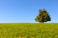 Mountain with a tree and blue sky