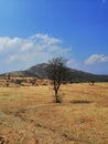 Mountain with a tree