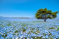 Nemophila (baby blue eyes flowers) flower field, blue flower carpet