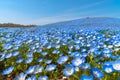 Nemophila (baby blue eyes flowers) Royalty Free Stock Photo