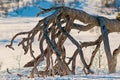 Mountain tree roots