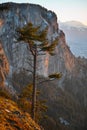 Mountain tree in sunset light by rocky cliff background