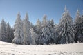 Mountain trees covered with snow