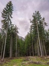 Mountain trees hurl themselves towards the cloudy sky