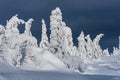 Mountain trees in the snow dresses. Natural Phenomen.