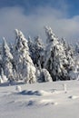 Mountain trees in the snow dresses.