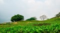 Mountain with tress and grass landscape