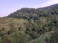 Mountain tress and roadside view of the valley