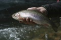 Mountain trout in the hand of a fisherman