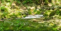 Mountain Trout Stream in the Jefferson National Forest Royalty Free Stock Photo