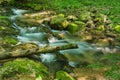 Trout Stream in the Jefferson National Forest Royalty Free Stock Photo