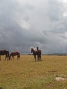 Mountain vacation. Herd of horses in the pasture Royalty Free Stock Photo