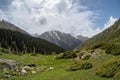 Mountain valley covered with pine trees in the background snow-capped mountains.