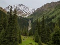 Mountain valley covered with pine trees, in the background snow-capped mountain.