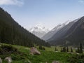 Mountain valley covered with pine trees, with a river in the for