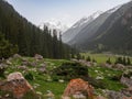 Mountain valley covered with pine trees, with a river in the for