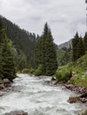 Mountain valley covered with pine trees, stormy mountain river.