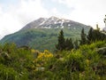 Mountain valley flowers in summer. Summer mountain flowers view. Mountain flowers in summer. Mountain valley meadow flowers