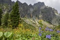 Mountain valley with fresh grass and blooming flowers and rocky mountain ridge of High Tatras Royalty Free Stock Photo