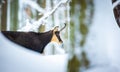 Mountain very nice chamois in the snowy forest of the Luzickych Mountains Royalty Free Stock Photo