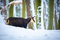 Mountain very nice chamois in the snowy forest of the Luzickych Mountains