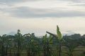 A mountain view from a distance and there is a vast expanse of rice fields. Royalty Free Stock Photo