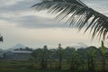 A mountain view from a distance and there is a vast expanse of rice fields. Royalty Free Stock Photo