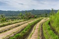 Mountain view morning of Strawberry Terrace Plantation with soft mist and high mountain background, sunrist at Doi Ang