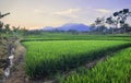 A mountain view on a sunny morning in the rice fields.