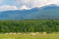 A mountain view in Transylvania area with some sheep nearby