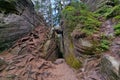 Mountain view with tree roots. Moss on the ground.