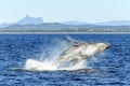 Mountain view while a whale breaches in the foreground. Royalty Free Stock Photo