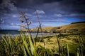 Mountain views, streams and lakes of New Zealand d.y