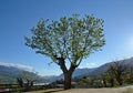 Mountain village Casamaccioli in the middle of Corsica Royalty Free Stock Photo