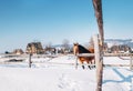 Mountain village winter landscape with red horse Royalty Free Stock Photo
