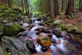 Mountain virgin forest with a swift stream Royalty Free Stock Photo