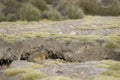 Mountain Viscacha on the Altiplano of Northern Chile Royalty Free Stock Photo