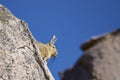 Mountain Viscacha on the Altiplano of Northern Chile Royalty Free Stock Photo
