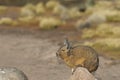 Mountain Viscacha on the Altiplano of Northern Chile Royalty Free Stock Photo