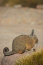 Mountain Viscacha Royalty Free Stock Photo